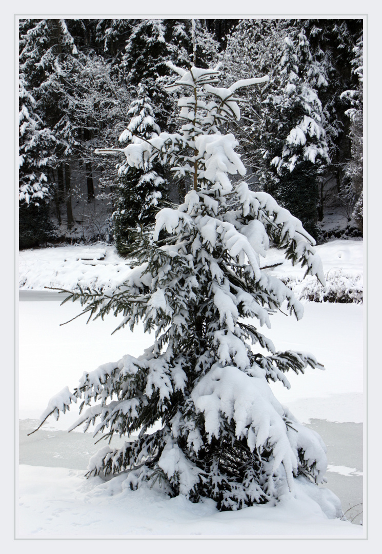 Weihnachtsbaum