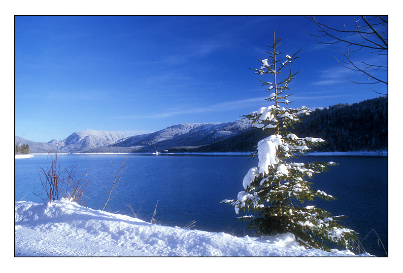 Weihnachtsbaum am Walchensee