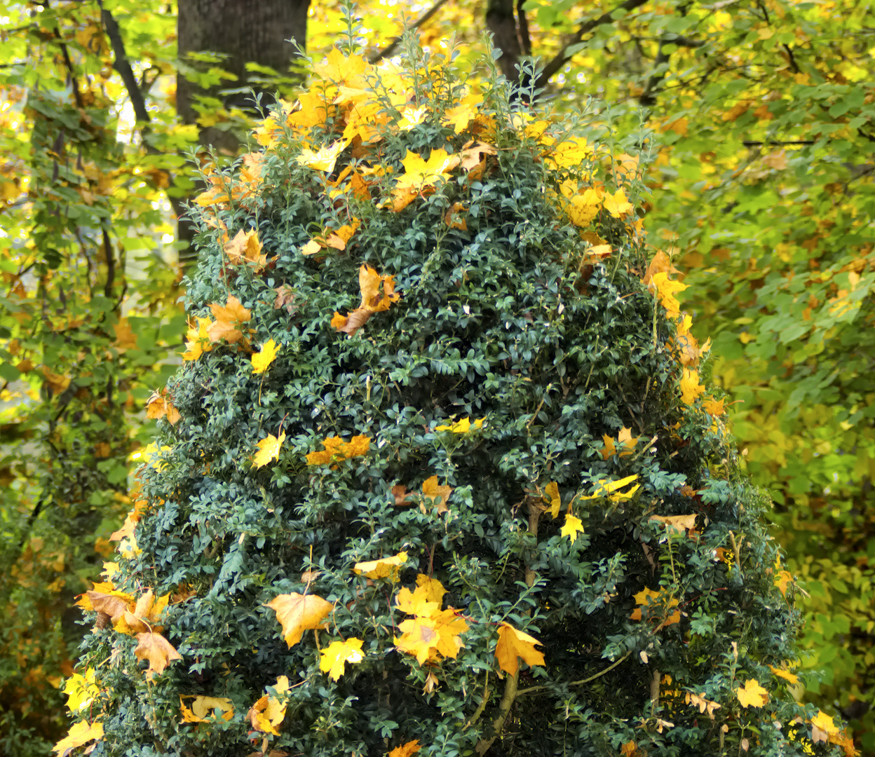 weihnachtsbaum anders