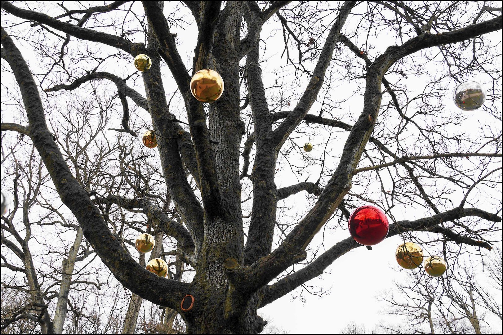 Weihnachtsbaum auf Gut Thansen 2014