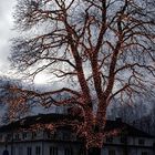 Weihnachtsbaum auf schwedisch 1