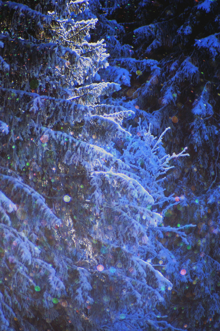 Weihnachtsbaum