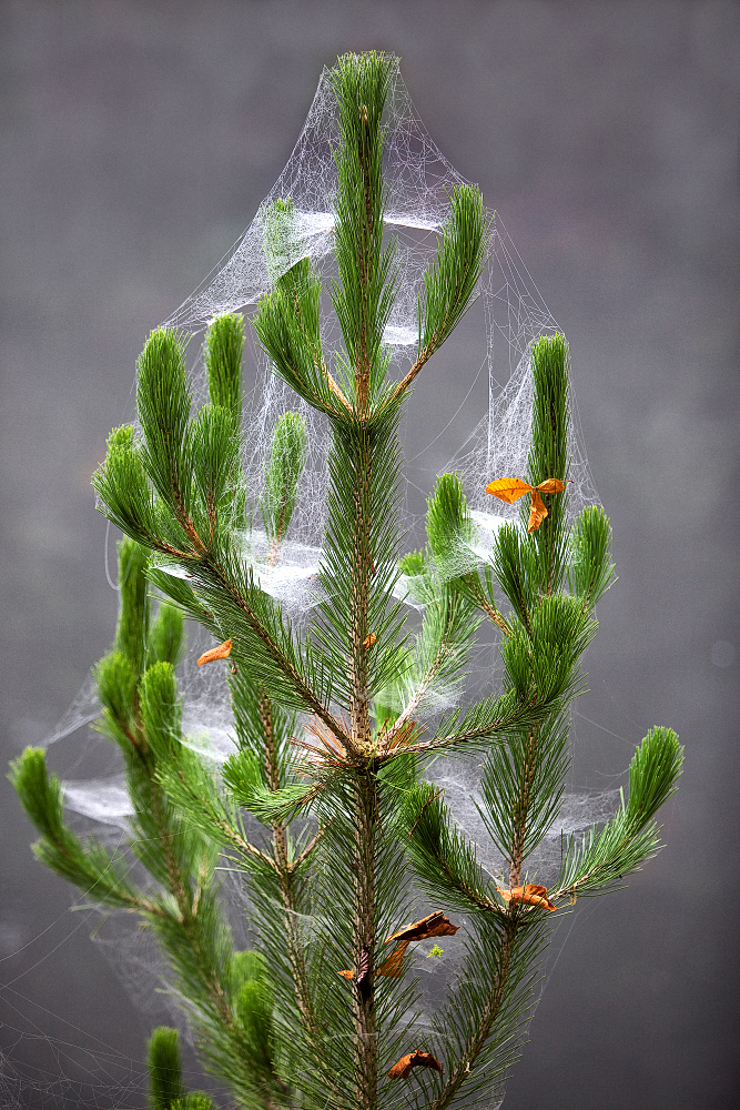 Weihnachtsbaum