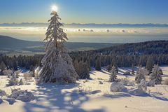 Weihnachtsbaum?