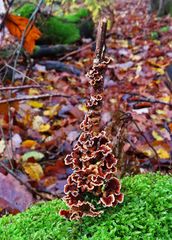 Weihnachtsbaum der Pilze