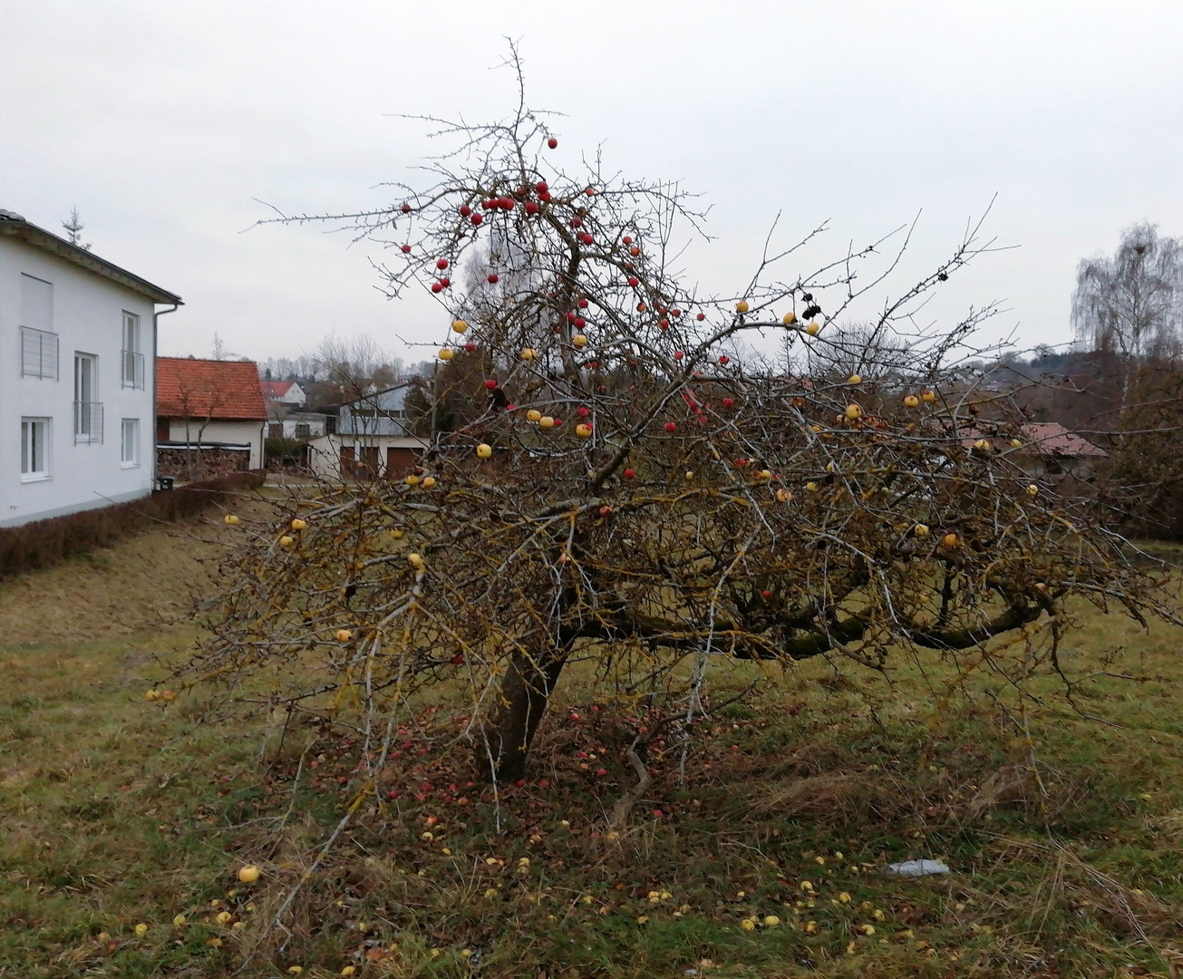 Weihnachtsbaum einmal anders