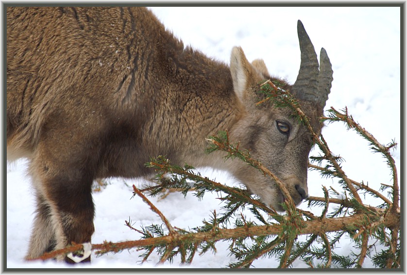 Weihnachtsbaum-Entsorgung