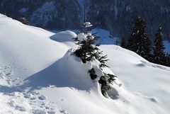 Weihnachtsbaum