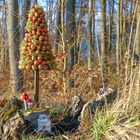 Weihnachtsbaum im Märchenwald :-)