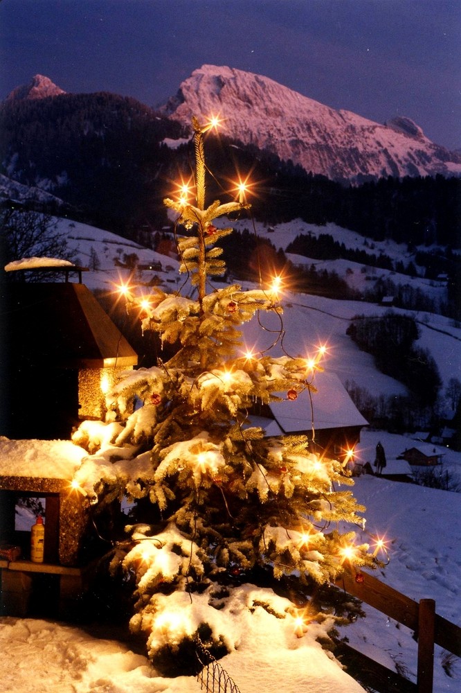 Weihnachtsbaum im Vorderthal