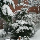 Weihnachtsbaum in der Natur mit Schnee