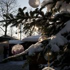 Weihnachtsbaum in Sürth