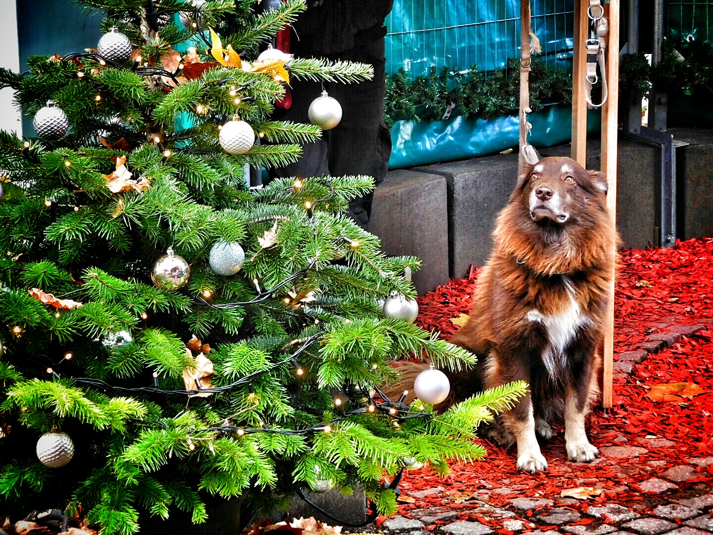 Weihnachtsbaum mit Hund