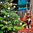 Weihnachtsbaum mit Hund