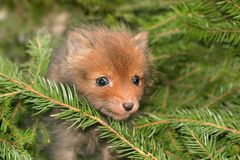 Weihnachtsbaum mit Inhalt :-)