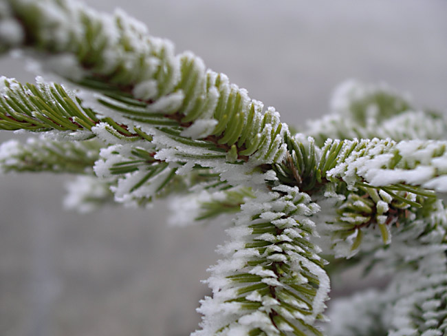 Weihnachtsbaum mit Raureif