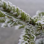 Weihnachtsbaum mit Raureif