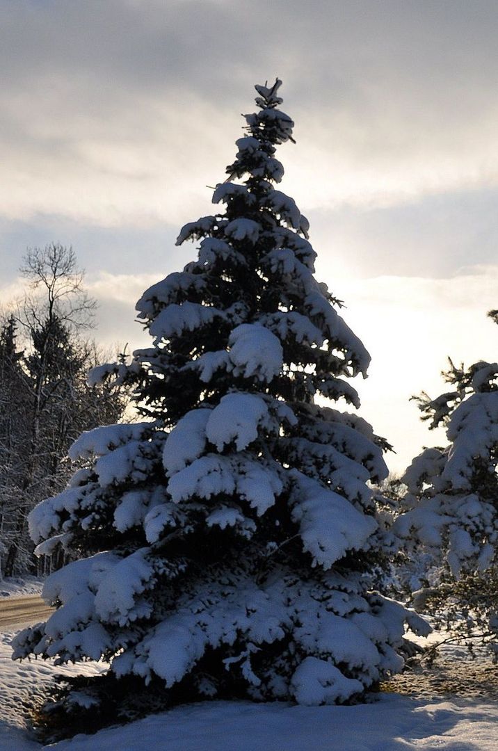 Weihnachtsbaum natur