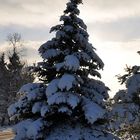 Weihnachtsbaum natur