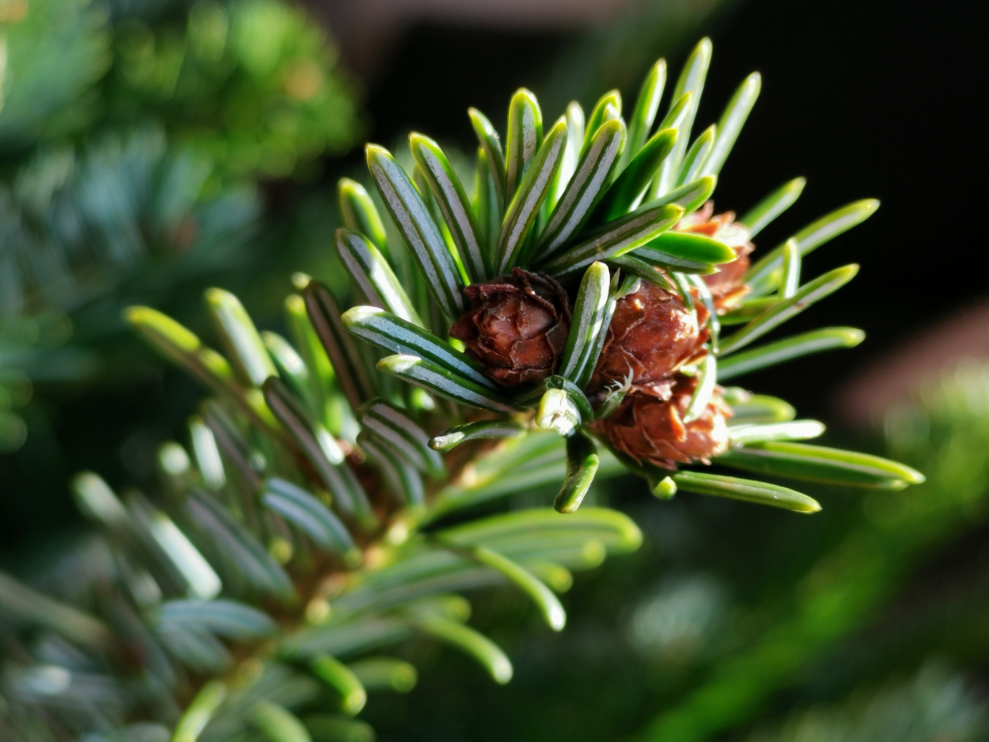 Weihnachtsbaum Pur