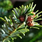 Weihnachtsbaum Pur