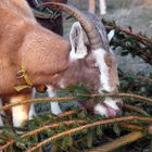 Weihnachtsbaum-Recycling