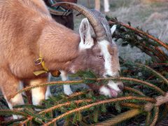 Weihnachtsbaum-Recycling