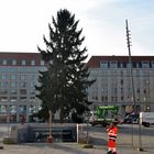 Weihnachtsbaum steht in Dresden, das Fest kann kommen