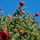 Weihnachtsbaum von unten nach oben gesehen