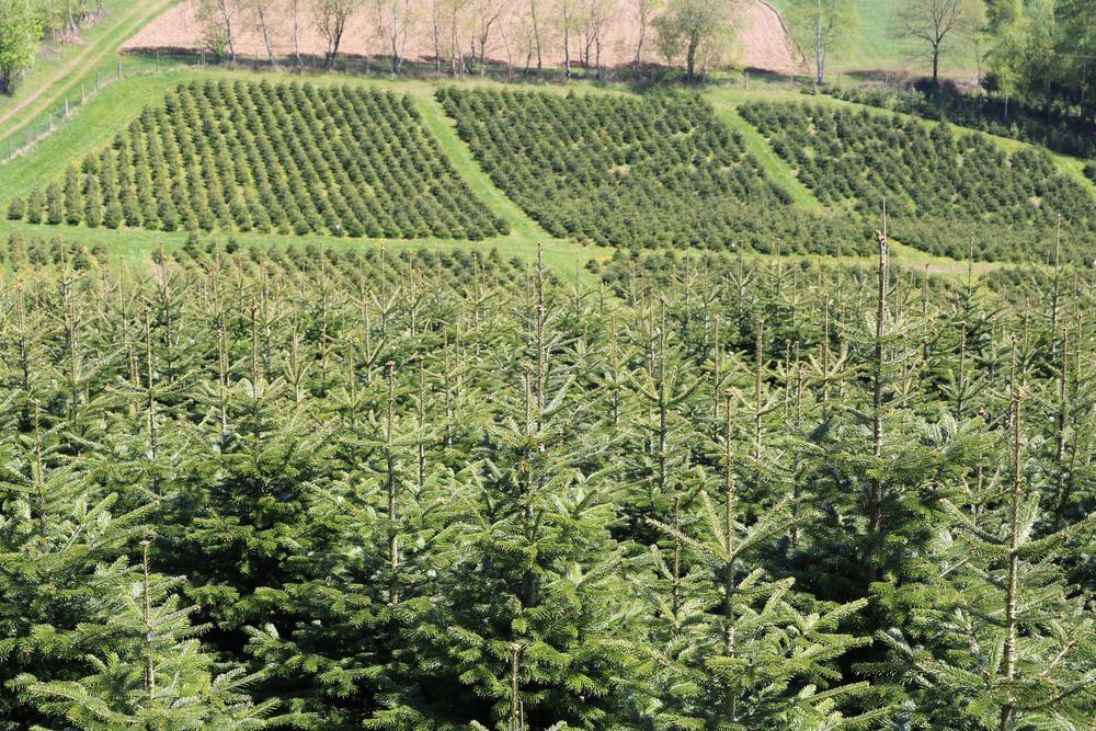 Weihnachtsbaum Zentrale Felder