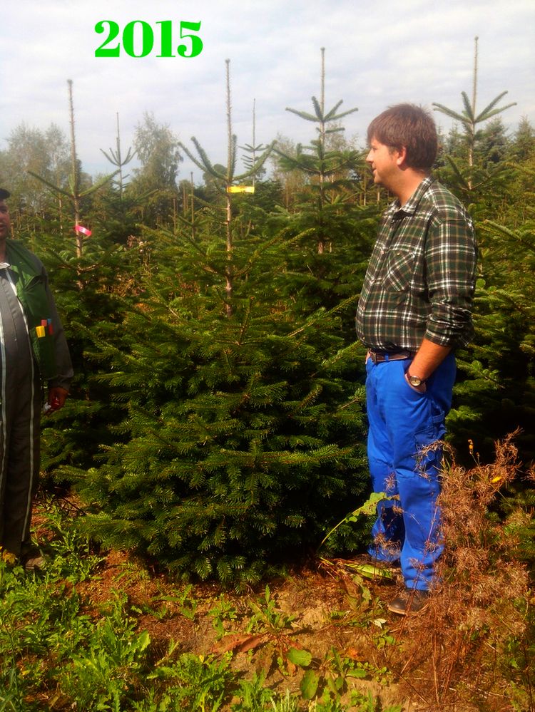 Weihnachtsbaum-Zentrale: Plantagen-Besichtigung