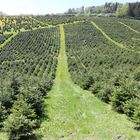 Weihnachtsbaum Zentrale - Weihnachtsbaum Plantage