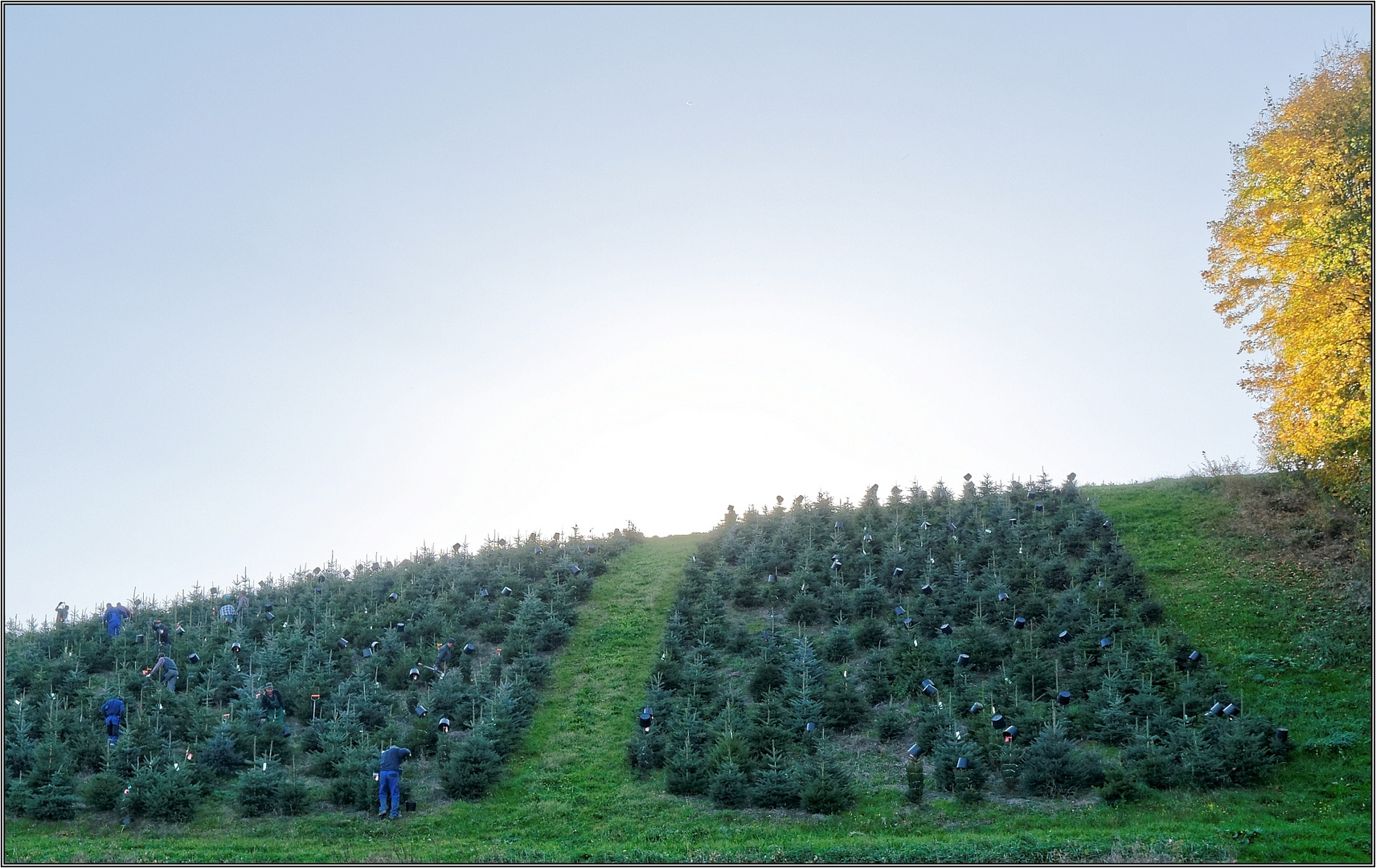 Weihnachtsbaumernte im Sauerland  