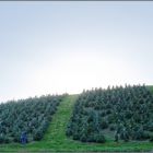 Weihnachtsbaumernte im Sauerland  