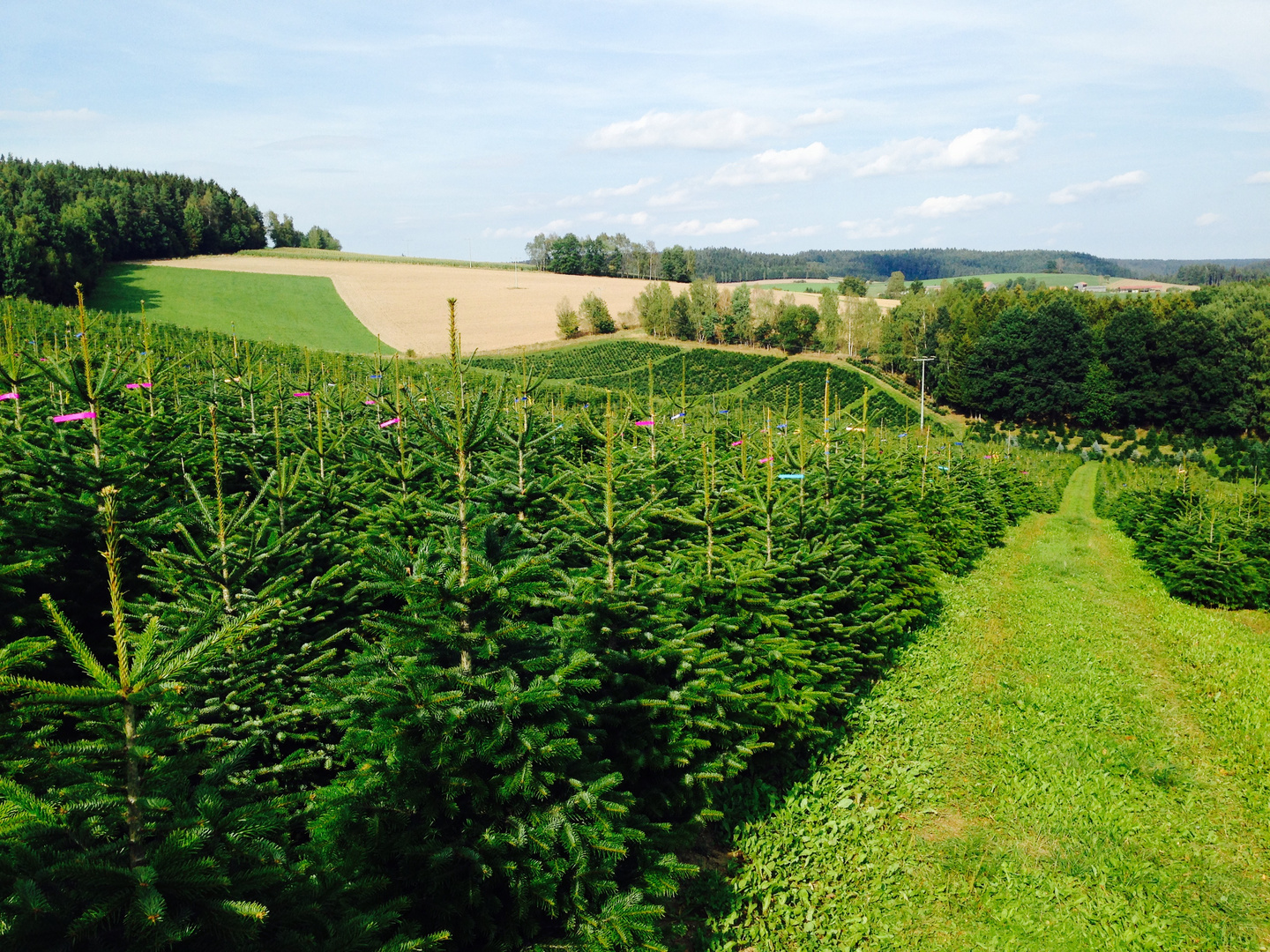 Weihnachtsbaumplantage: Weihnachtsbaum-Zentrale