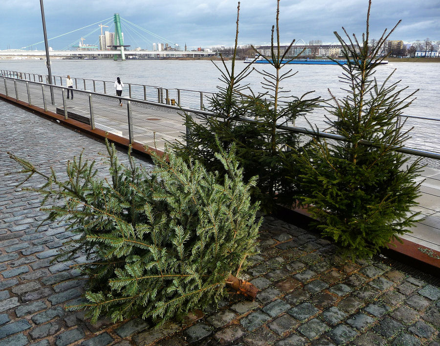 Weihnachtsbaumschicksale