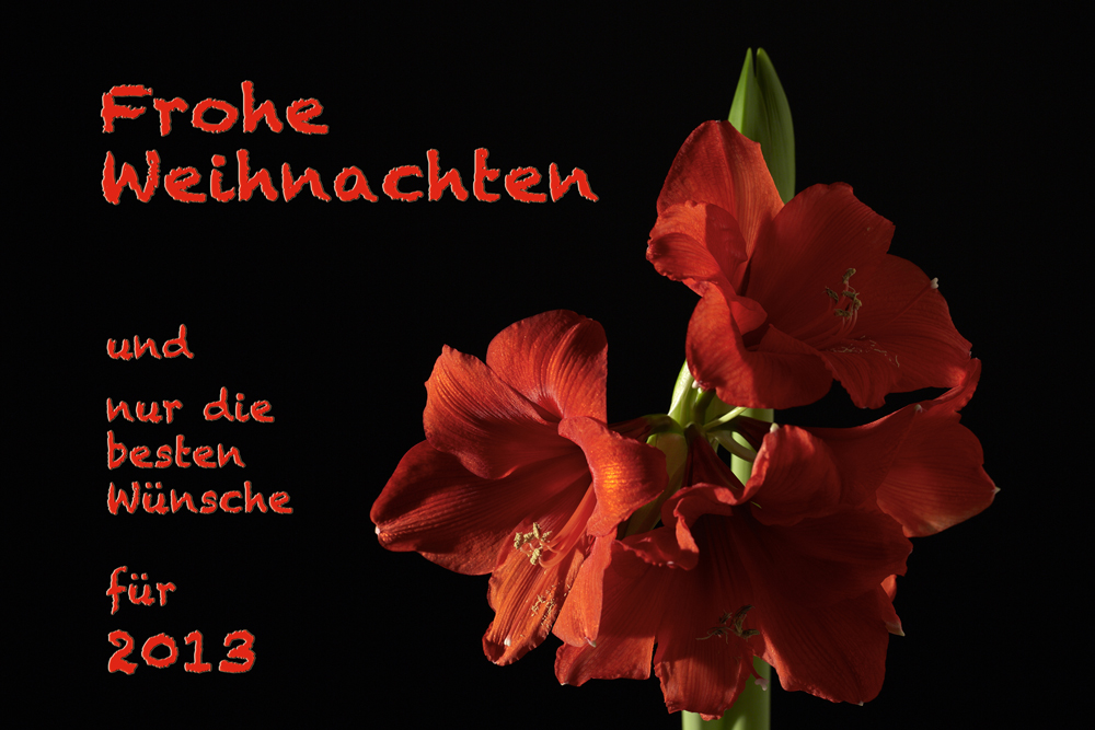 Weihnachtsblume 2012