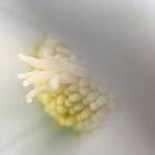 Weihnachtsblume (Helleborus)