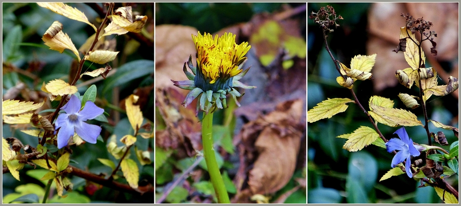 Weihnachtsblumen