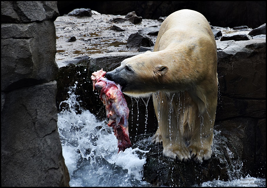 Weihnachtsbraten ???