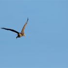 Weihnachtsbraten? Seeadler mit Stockente!  - DOKU- 