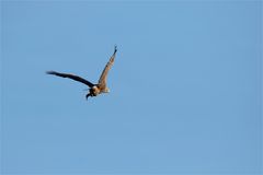 Weihnachtsbraten? Seeadler mit Stockente!  - DOKU- 