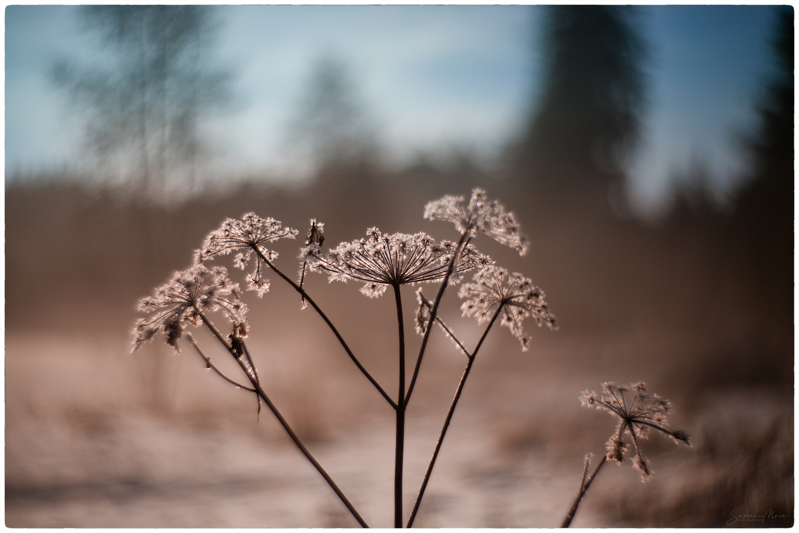 Weihnachtsdeko Foto Bild Pflanzen Pilze Flechten