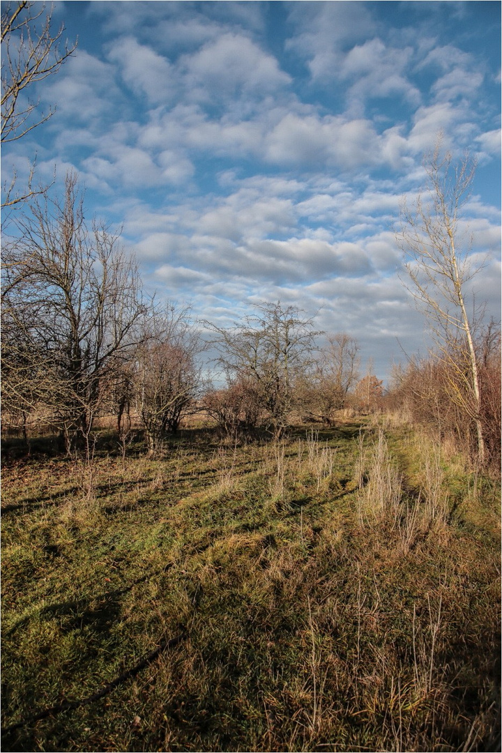 Weihnachtsfrühling