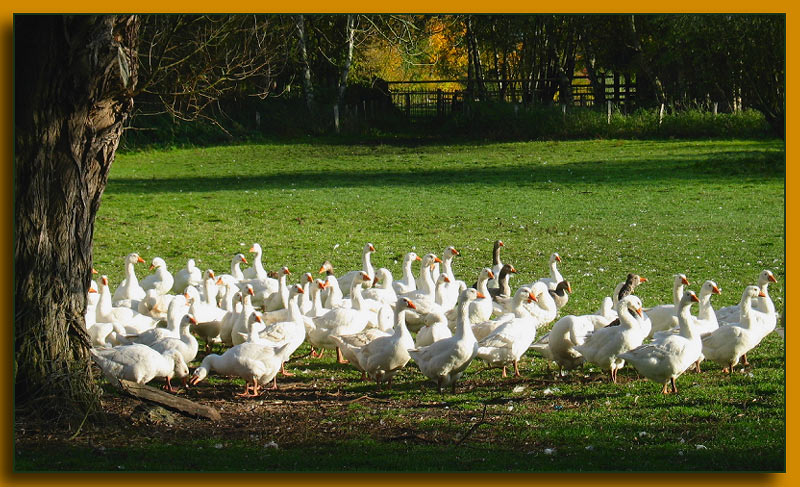 Weihnachtsgänse im Herbst