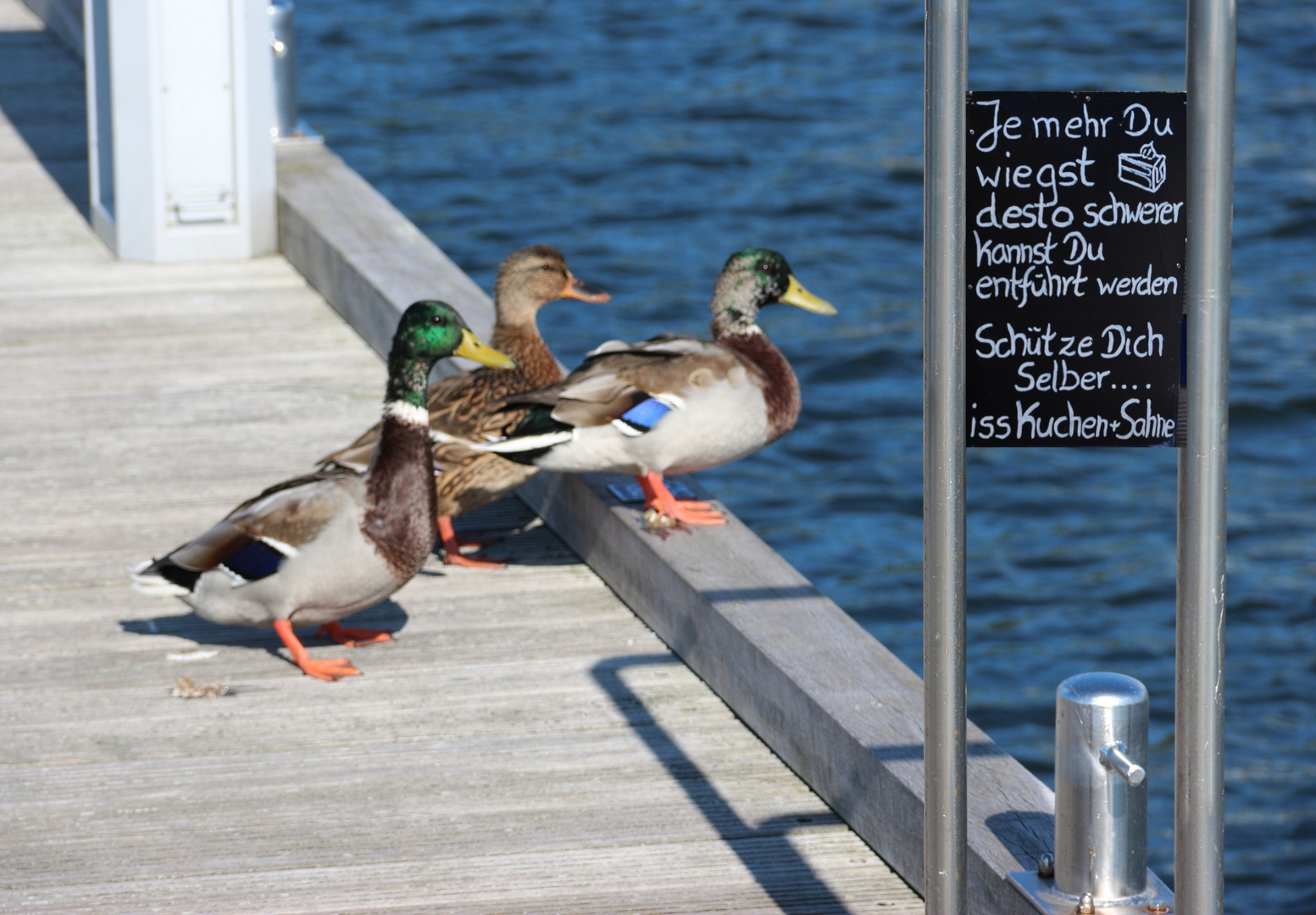 Weihnachtsgans: "Im nächsten Leben werde ich eine Ente!"