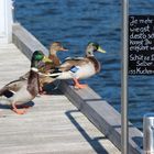 Weihnachtsgans: "Im nächsten Leben werde ich eine Ente!"