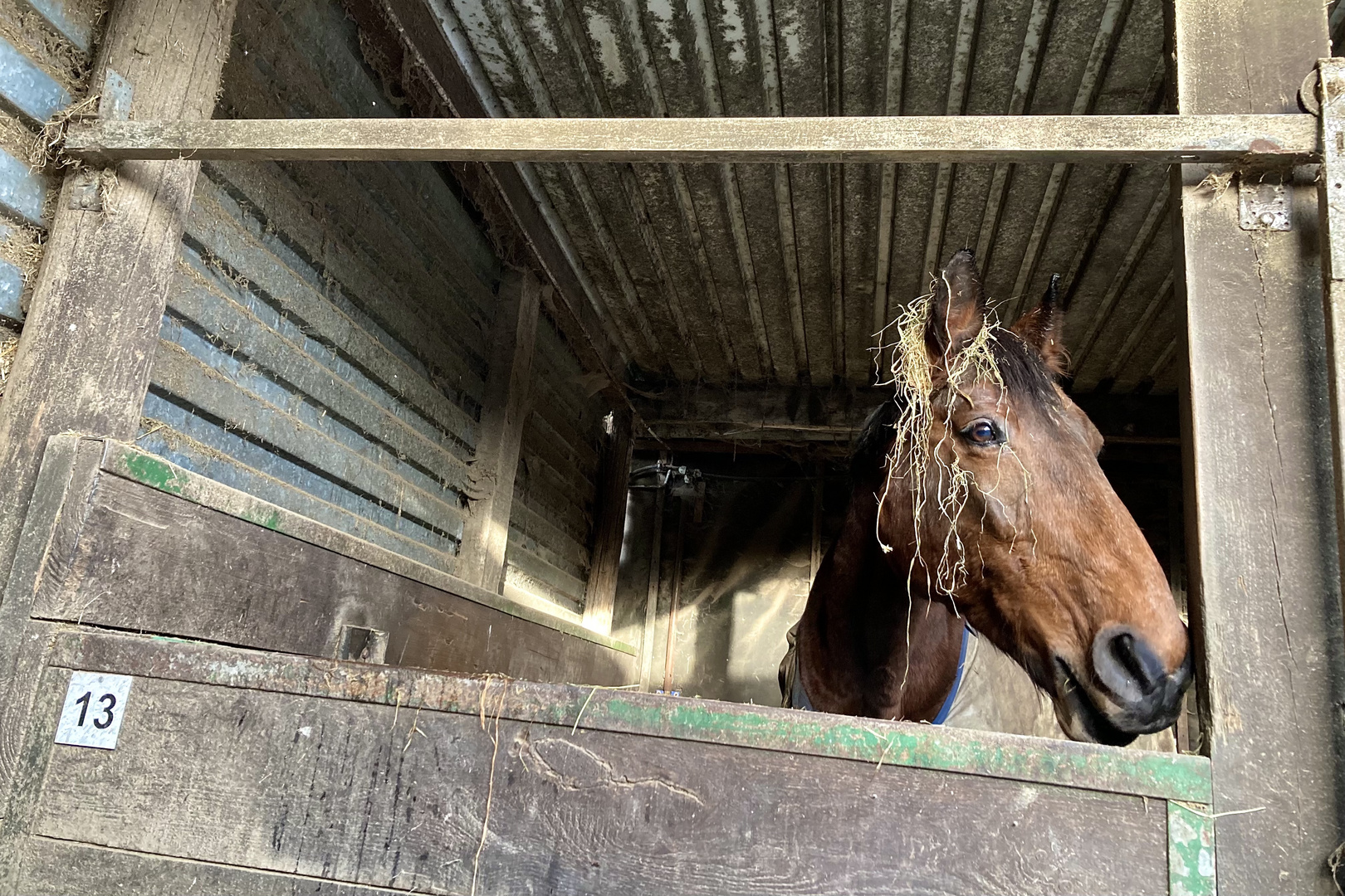 Weihnachtsgeschichte: Pferd lamettarisiert in Stall Nummer 13