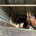 Weihnachtsgeschichte: Pferd lamettarisiert in Stall Nummer 13