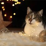 *******Weihnachtsgrüße